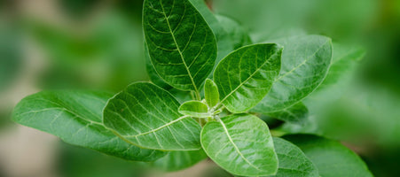 All you Need to Know About Ashwagandha Supplements