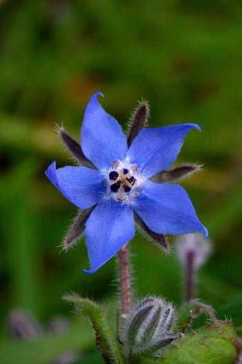 Everything You Need to Know About Starflower Oil and How to Use It