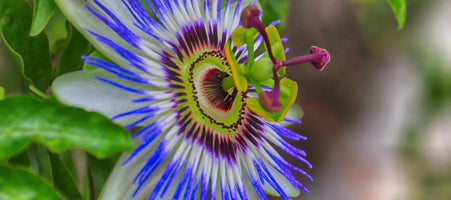 The Best Supplements For Sleep and Calm